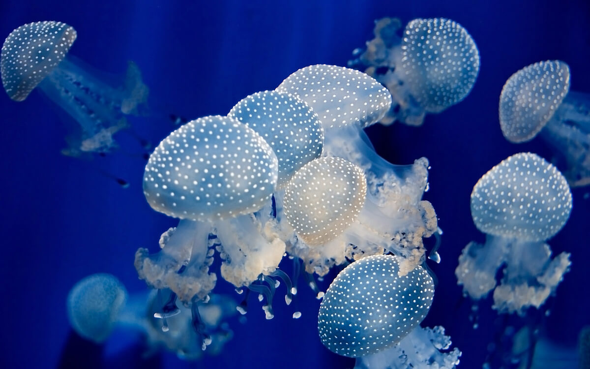 ilginç deniz canlısı -benekli deniz anası