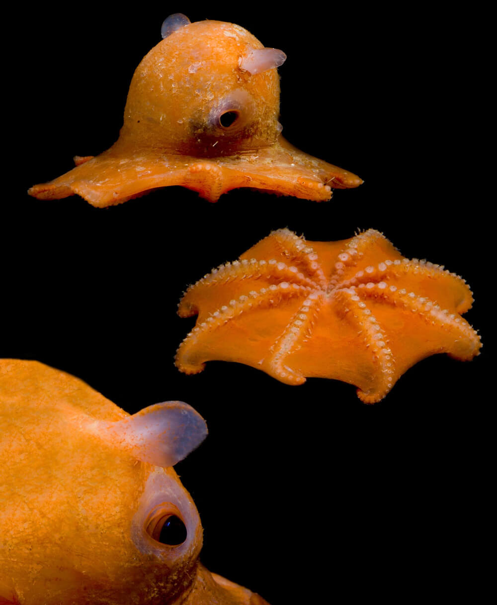 ilginç deniz canlısı - dumbo ahtapotu