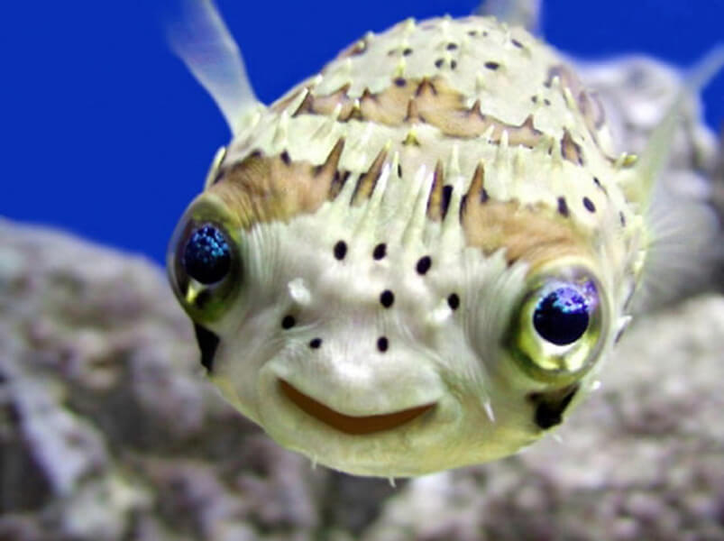 ilginç deniz canlısı - kirpi balığı