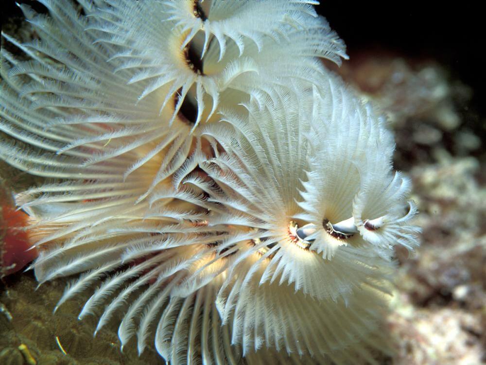 ilginç deniz canlısı - noel ağacı solucanı