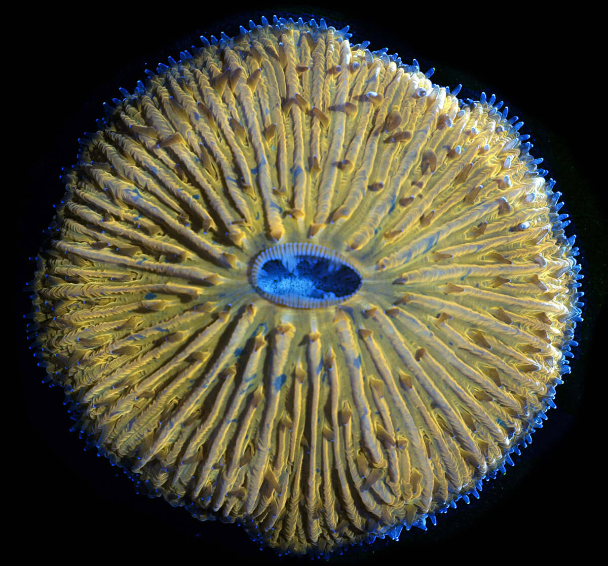 ilginç deniz canlısı - turuncu mercan