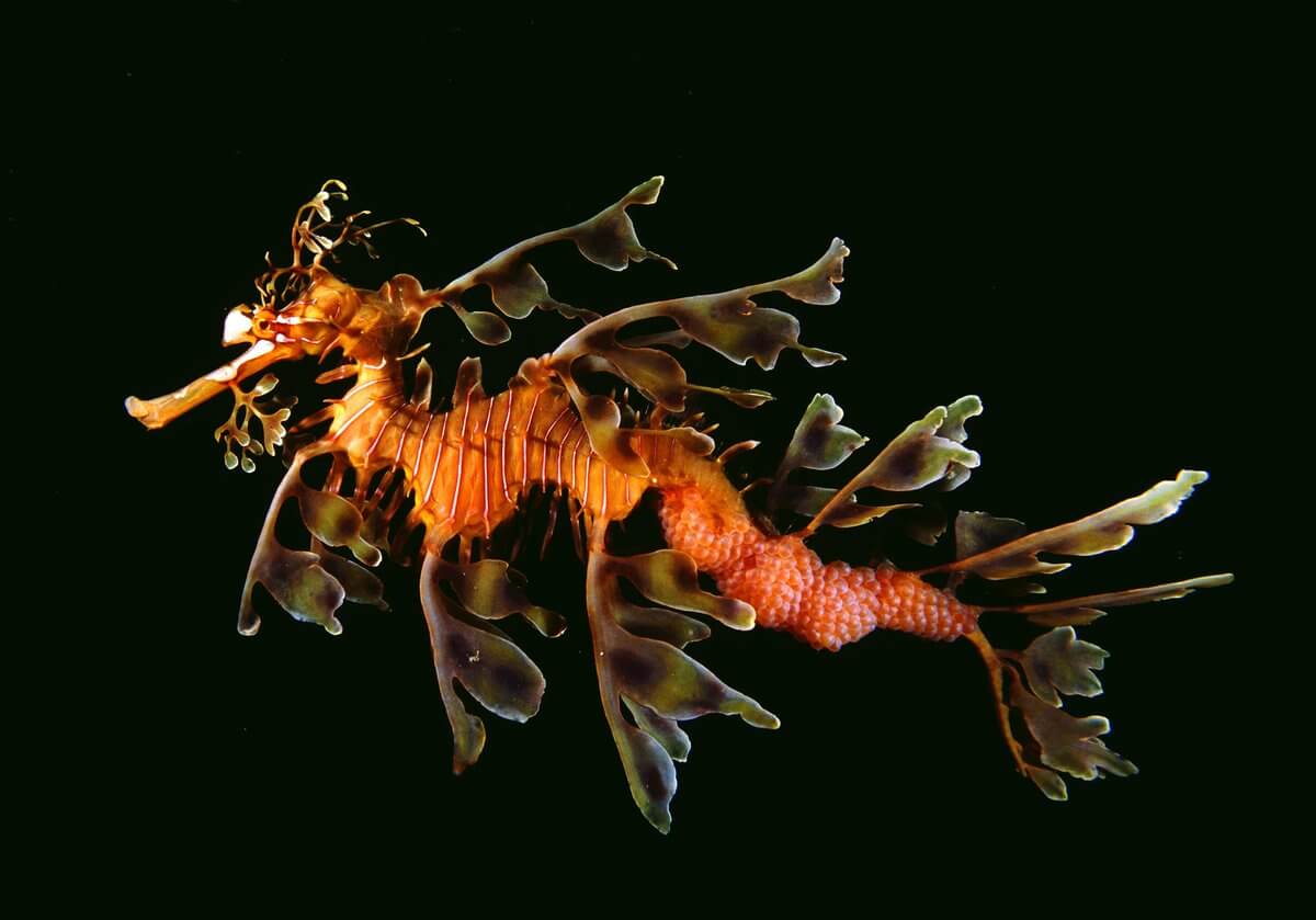 ilginç deniz canlısı - yapraklı deniz ejderi
