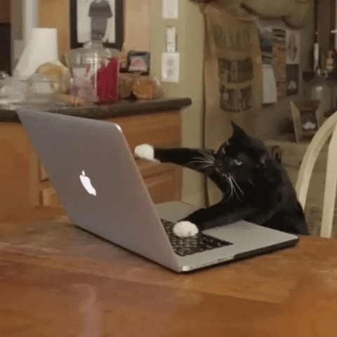 klavye kedi.gif