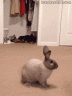 tavşan komik.gif