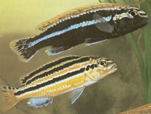 Melanochromis auratus.jpg