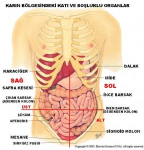 ic organlarin yerleri.jpg