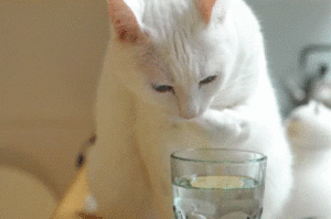 kedi su.gif