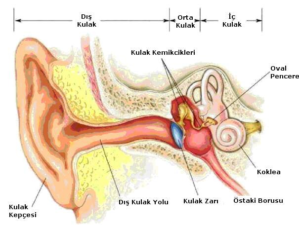 duyu-organlarimiz-kulak.jpg
