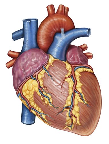 insan-kalbi-resmi.jpg