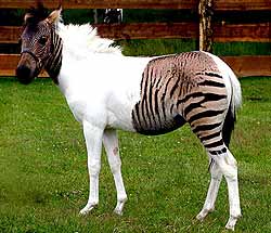 zebrat.jpg